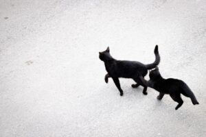 猫の名言　ごあいさつ