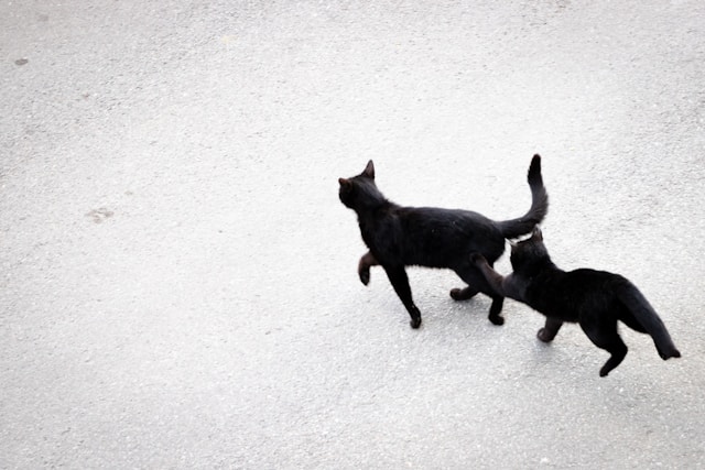 猫の名言　ごあいさつ