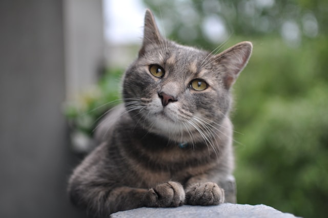 猫は考える生き物である