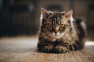 森羅万象を観る猫たち