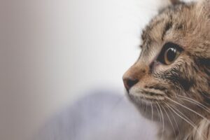 猫は猫には騙されない