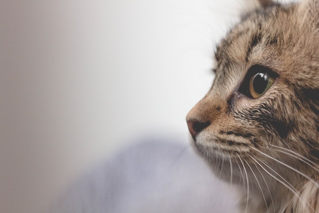 猫は猫には騙されない