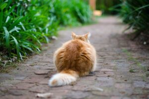 自己責任に生きる猫