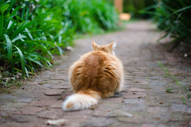 自己責任に生きる猫