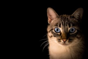 猫たちの使命感