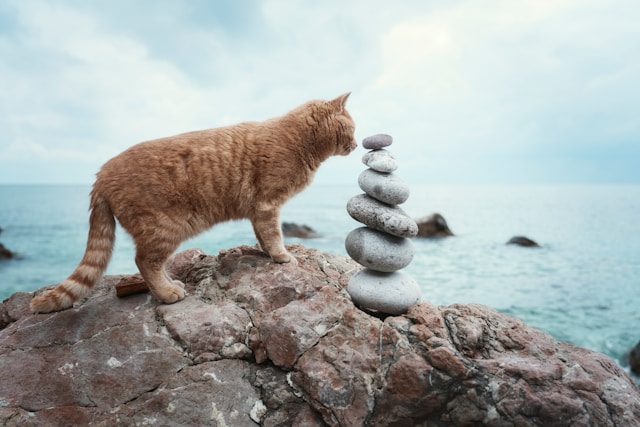 猫の倫理観