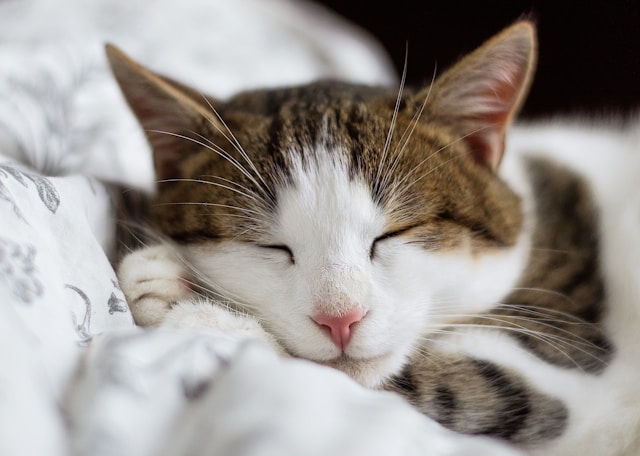 猫が寝てばかりいる訳は？