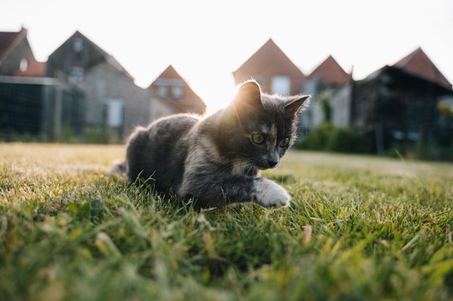 猫の時間