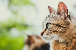 猫の想い