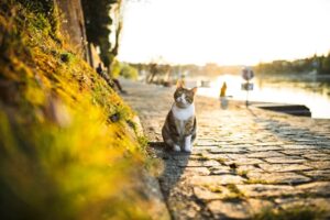 猫の恩返し