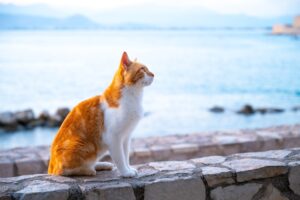大空と猫