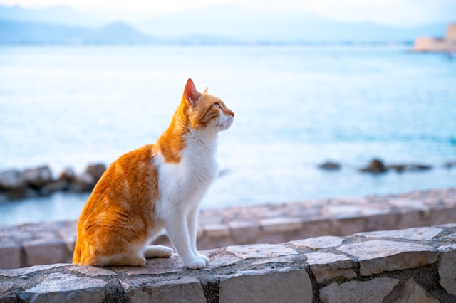 大空と猫