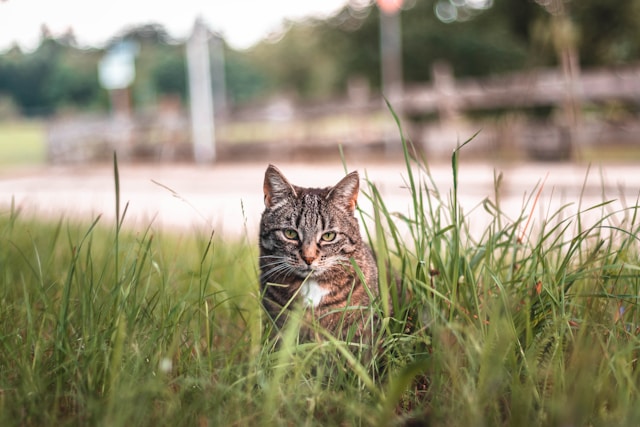 猫のオーラは天井画