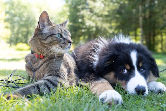 犬には同情、猫にはヤキモチ