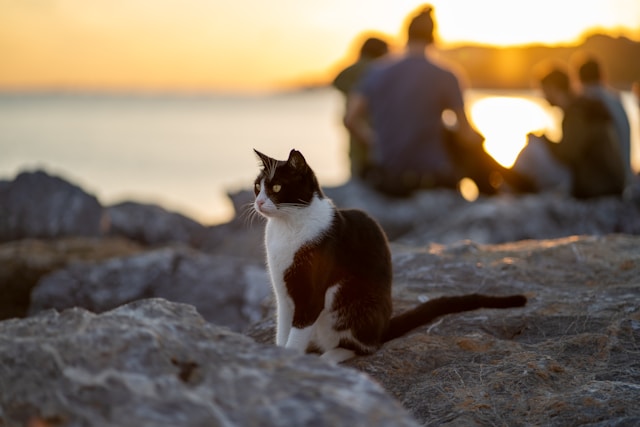 猫の心の平穏は「常同」にあり