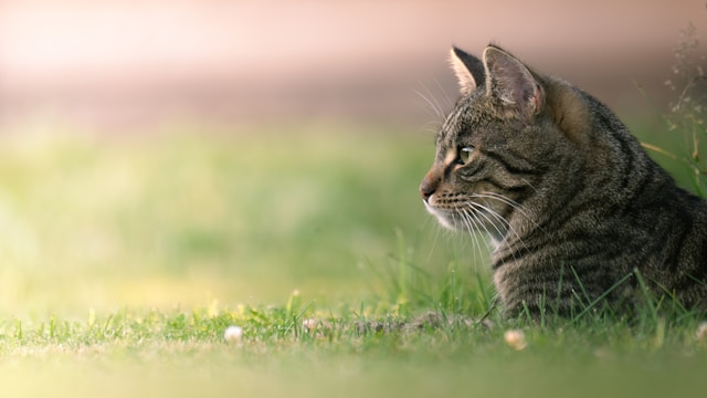 猫に学ぶ「本当の自由」