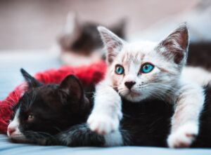 目から鱗の猫の名言