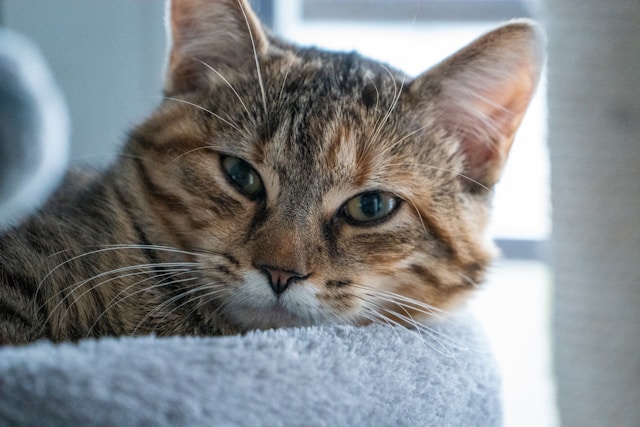 そう言われても… 猫じゃないんだから