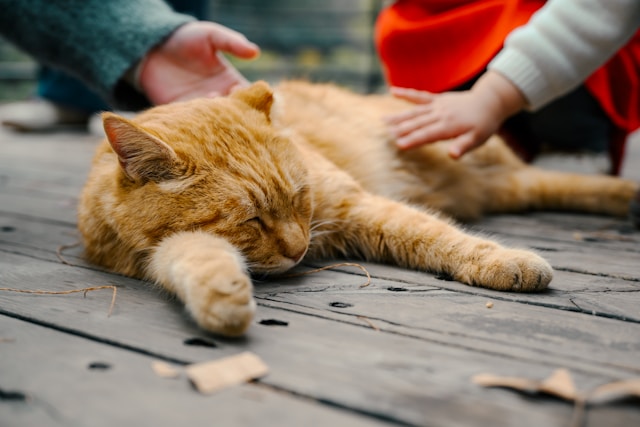 猫と子どもの方が社会的？