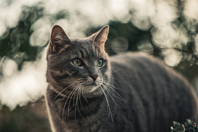 猫と弁護士の深い関係