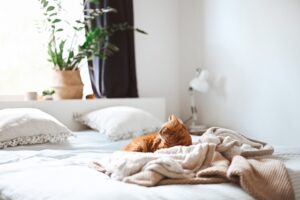 犬は人に着き、猫は家に着く
