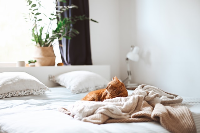 犬は人に着き、猫は家に着く