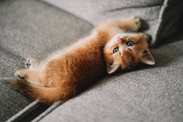 猫がしでかすことは謎か？それとも詩か？