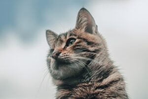 猫は人を詩人にさせる