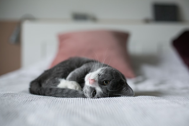 人間は猫に生まれ変われるか？