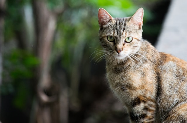 猫と語り合うこと