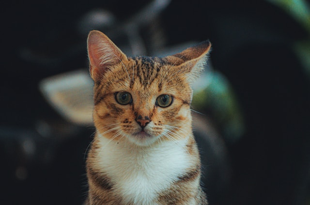 我が輩は猫である