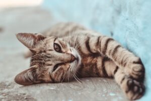 あるような無いような... 猫の生涯の目標とは