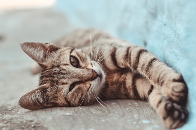 あるような無いような... 猫の生涯の目標とは