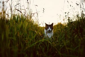 道無き道は猫の道