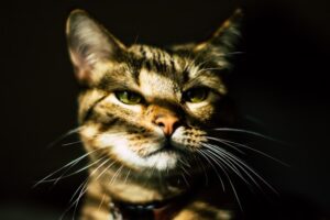 猫の「ちょい悪」気分