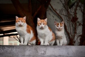 猫好きが嵩じると猫に成る？