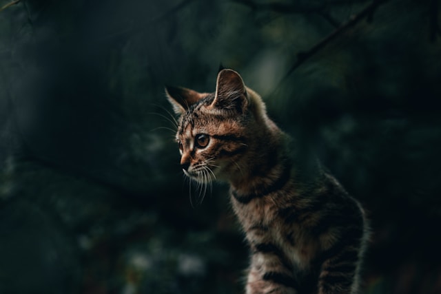 猫の脳裏に景色が見える