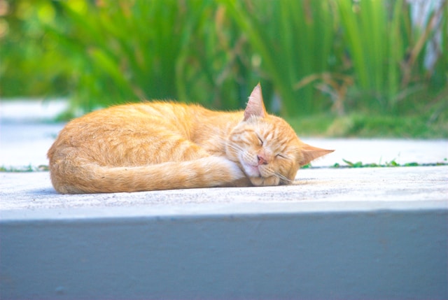 お寺の廊下の陽だまりの猫