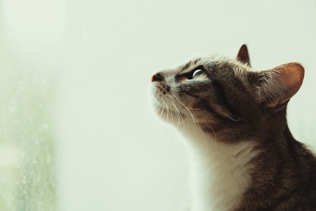 神としての猫、猫を通しての神