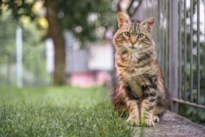 猫と猫的な人間の出逢い