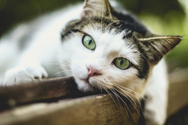 猫と人間の生まれ変わり