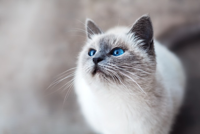 猫の名言